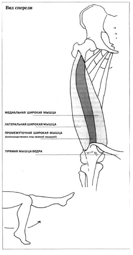 Полуперепончатая мышца коленного сустава. Мышцы производящие движения в коленном суставе. Мышцы производящие движения в голеностопном суставе. Пронация голени в коленном суставе.