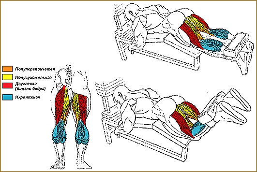 Задняя поверхность бедра упражнения. Мышцы задней поверхности бедра упражнения. Двуглавая мышца бедра упражнения. Как прокачать двуглавую мышцу бедра. Сгибание голени в тренажере лежа мышцы.