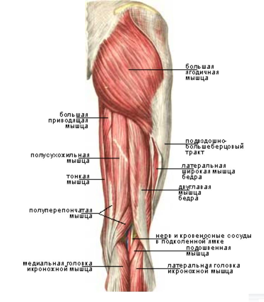Бедро часть тела человека. Мышцы бедра задняя группа. Мышцы задней поверхности бедра анатомия. Задние мышцы бедра поверхностные.
